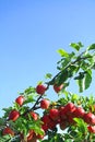 Red apples on the tree with blue sky Royalty Free Stock Photo