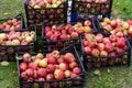 Red apples in plastic basket in apple orchard. Apple Harvest Concept Royalty Free Stock Photo