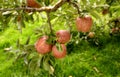 Red apples are popular, juicy and tasty and are grown in Shimla, Himachal Pradesh Royalty Free Stock Photo