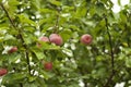 Red apples in the rain Royalty Free Stock Photo