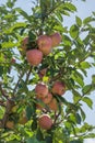 Red apples ripen on tree branches