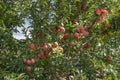 Red apples ripen on tree branches in the garden