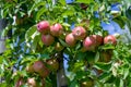Red apples ripening on tree in apple orchards in cultivation area of Lake Constance. Orchards near Lake Constance, Germany.