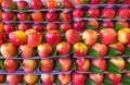 Red apples for sale at market Royalty Free Stock Photo