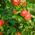 Red apples on tree