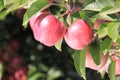 Red Apples on Tree