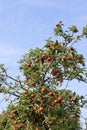 Red apples on tree against blue sky Royalty Free Stock Photo