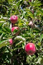 Red Apples on Tree