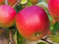 Red apples on tree with autumn colored leaves 2