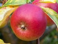 Red apples on tree with autumn colored leaves