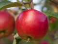 Red apples on tree at the time of harvest