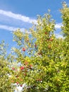 Red Apples On The Tree.  Blue Sky