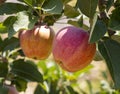 Red apples on a tree branch close up Royalty Free Stock Photo