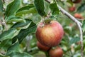 Red apples on a tree branch in orchard nice autumn day Royalty Free Stock Photo