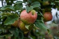 Red apples on a tree branch in orchard nice autumn day Royalty Free Stock Photo