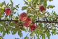 Red apples on a tree branch on a summer day on a natural background. The concept of natural beauty, agriculture, natural vitamins. Royalty Free Stock Photo