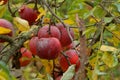 Red apples on a branch with yellow and green leaves Royalty Free Stock Photo