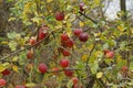 Red apples on a branch with yellow and green leaves Royalty Free Stock Photo