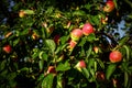 Red apples on tree branches Royalty Free Stock Photo