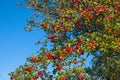 Red apples on tree branches Royalty Free Stock Photo