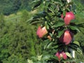 Red apples on tree branches Royalty Free Stock Photo