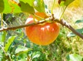 Red apples on tree branches. Big apples on the trees in the middle of summer