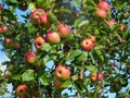 Red apples on a tree with branches, Green leaves and blue sky on the background Royalty Free Stock Photo