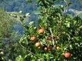 Red apples on tree branches Royalty Free Stock Photo