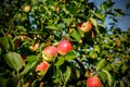 Red apples on tree branches Royalty Free Stock Photo