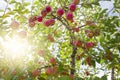 Red apples on tree branches Royalty Free Stock Photo