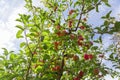 Red apples on tree branches Royalty Free Stock Photo