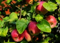 Red apples on a tree close-up. Ripe apples on a branch. Apple harvest. Juicy beautiful fruits on the tree. Apples of the Oryol Royalty Free Stock Photo