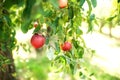 red apples on a tree in the garden Royalty Free Stock Photo