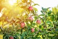 red apples on a tree in the garden. Apple harvest Royalty Free Stock Photo
