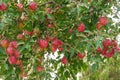 Red apples in the tree Royalty Free Stock Photo