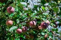 Red apples in the tree Royalty Free Stock Photo