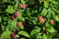 Red apples on tree in orchard close up Royalty Free Stock Photo