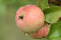 Red apples on the tree in orchard. Fresh organic fruits Royalty Free Stock Photo