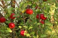 Red apples on tree in orchard with sunlights royal gala, fuji, pink lady