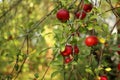 Red apples on tree in orchard with sunlights royal gala, fuji, pink lady