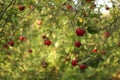 red apples on tree in orchard with sunlights royal gala, fuji, pink lady