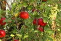 red apples on tree in orchard with sunlights royal gala, fuji, pink lady