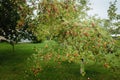 Red apples on a tree after a rain