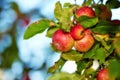 Red apples on a tree ready to be harvested on a farm with copyspace. Delicious ripe fruit is sold as healthy, fresh, and