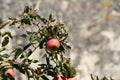 Red apples on tree