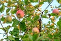 Red apples on the tree in summer day