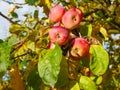 Red apples on a tree in sunny weather. Fruit trees with ripe red apples in the plantation on a sunny summer day. Farm for growing Royalty Free Stock Photo