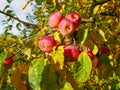 Red apples on a tree in sunny weather. Fruit trees with ripe red apples in the plantation on a sunny summer day. Farm for growing Royalty Free Stock Photo