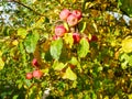 Red apples on a tree in sunny weather. Fruit trees with ripe red apples in the plantation on a sunny summer day. Farm for growing Royalty Free Stock Photo