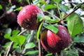 Red apples on the tree